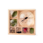 Huckleberry My Little Museum Bug Box - Best for Ages 5 to 11 - US 3816