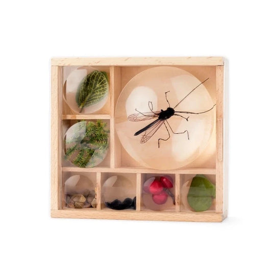 Huckleberry My Little Museum Bug Box - Best for Ages 5 to 11 - US 3816